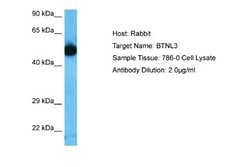 BTNL3 Rabbit anti-Human, Polyclonal, Novus Biologicals 0.1ml; Unconjugated:Antibodies,